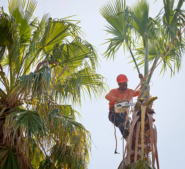 Tree Root Removal in Viera East, FL